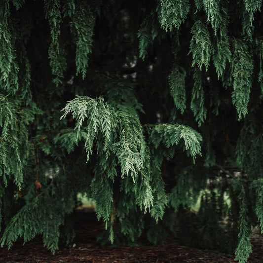 (Workshop 10/25) Sensory Reset: Cedarwood